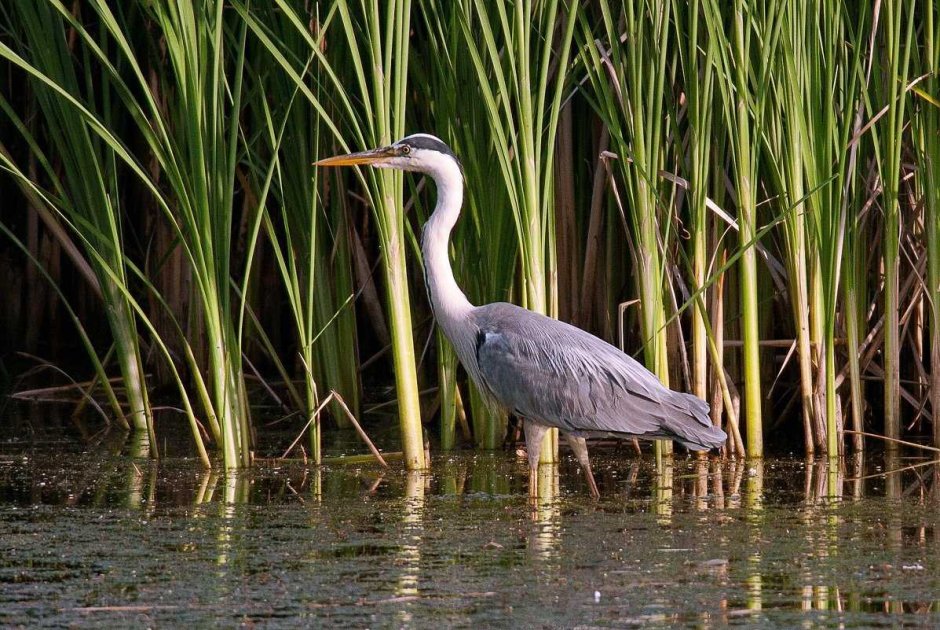 - Серая цапля- серая цапля