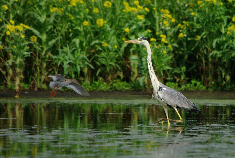 Большая серая цапля
