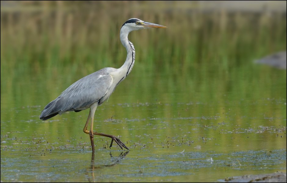 Птица серая цапля