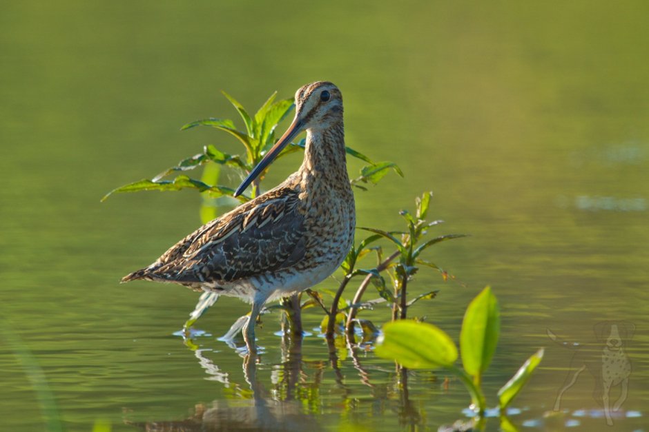 Бекас птица