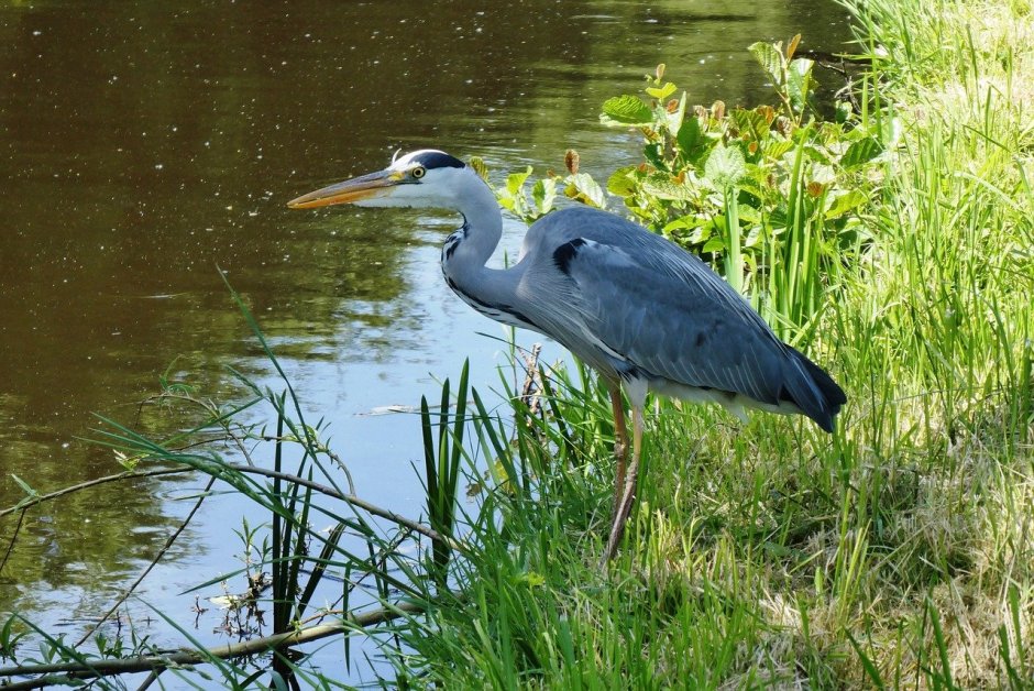 Цапля Болотная птица