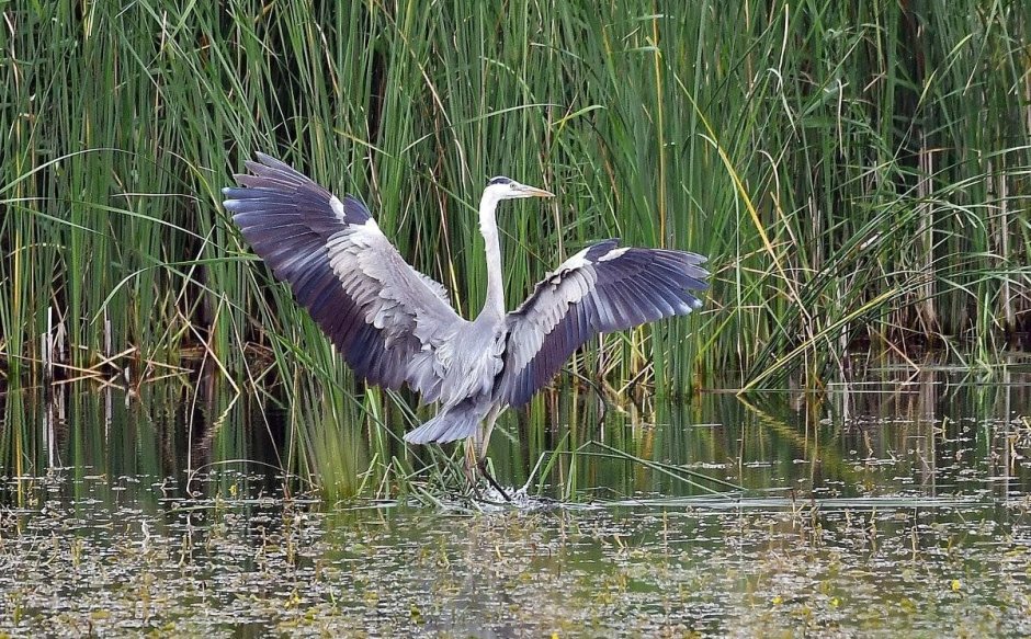 Серая цапля