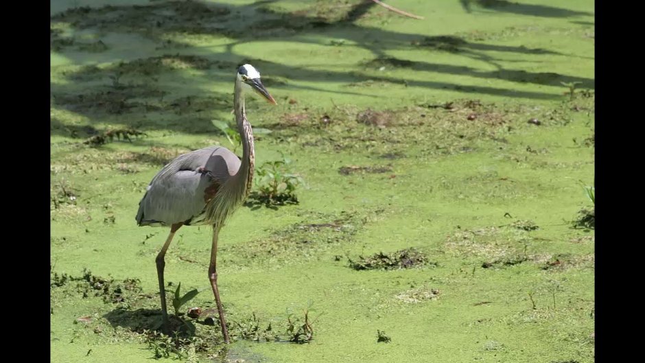 Журавли на болоте