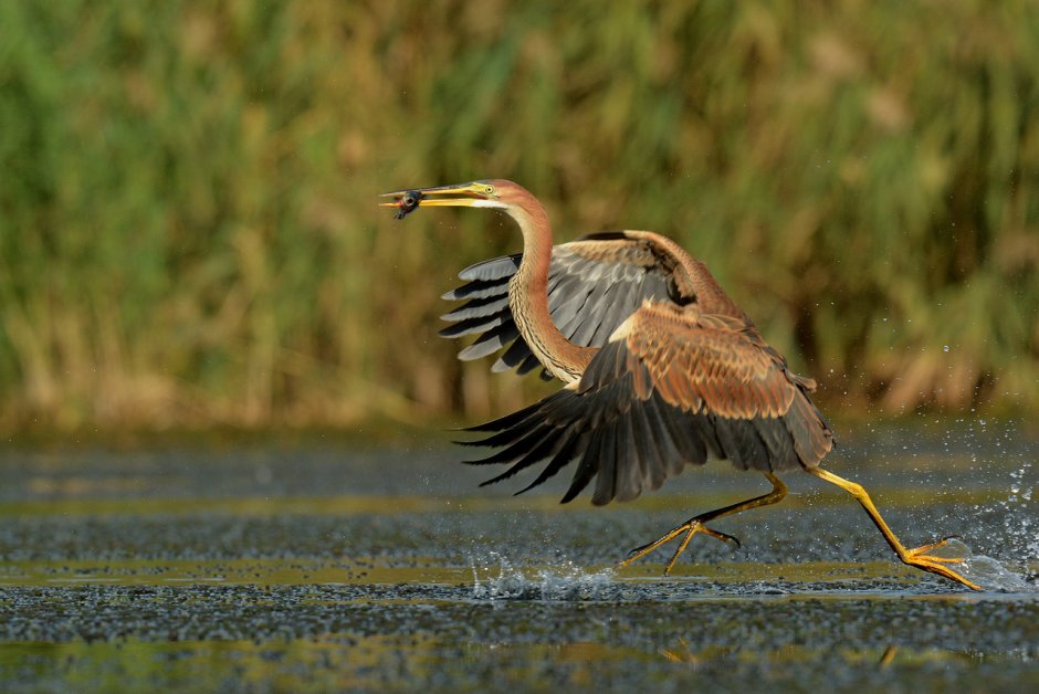 Болотные перелетные птицы
