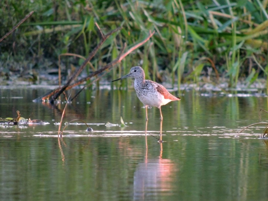 Птицы болот беларуси