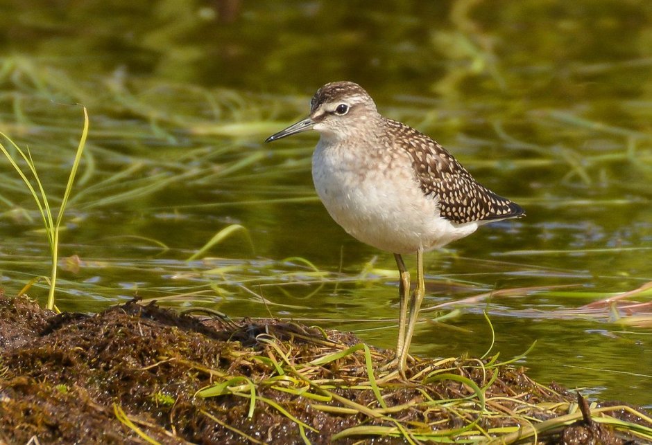 Кулик болотный