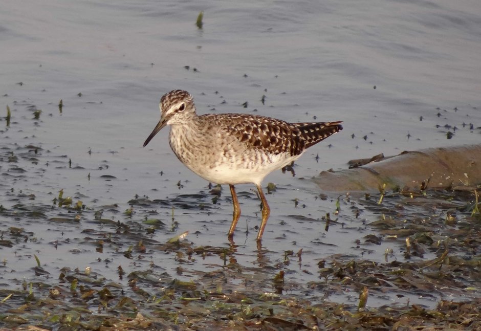 Кулик птица Болотная