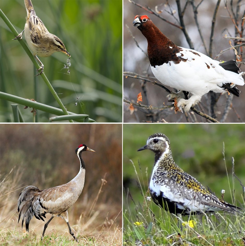 Луговой Кулик