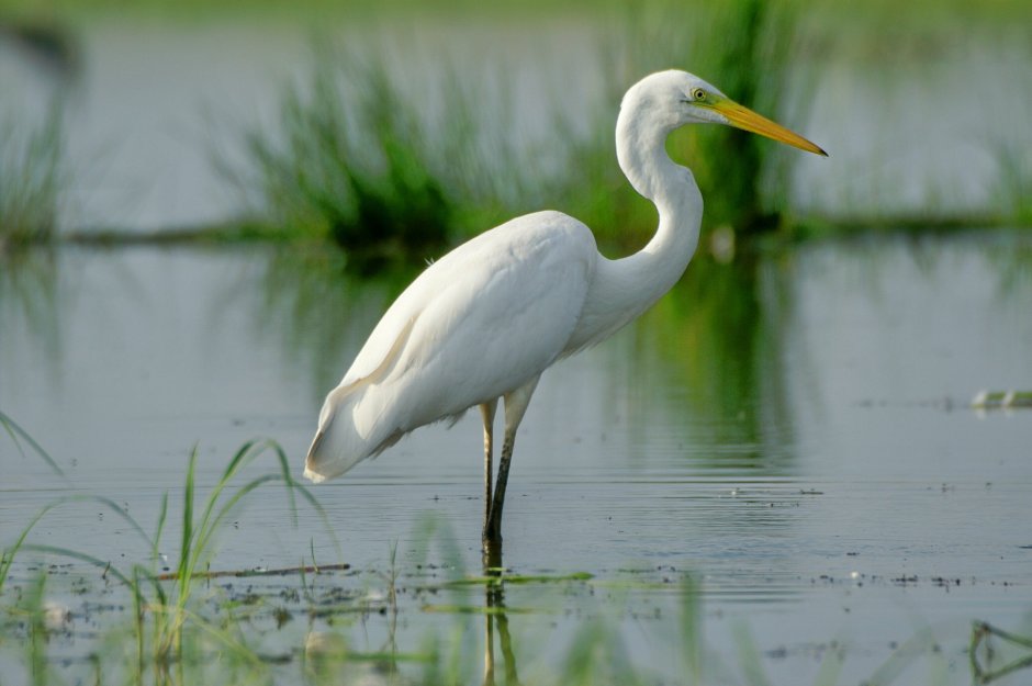 Цапля для детей