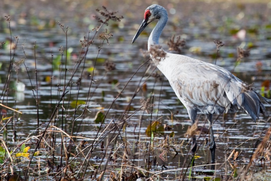 Журавли на болоте