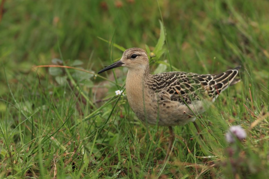 Кроншнеп Малютка птица