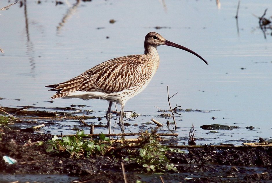 Болотная птица кроншнеп