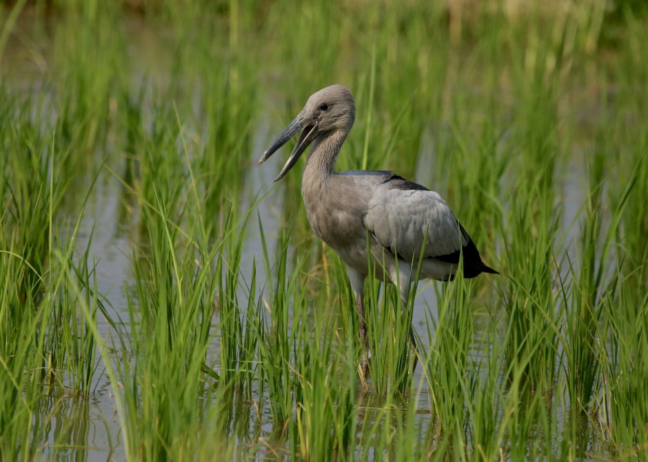 Болотные птицы - цапля, Дикие утки, Кулик