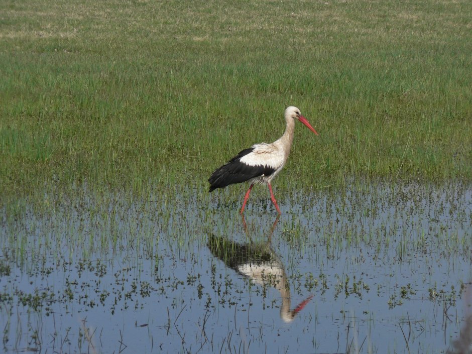 Журавль болотный