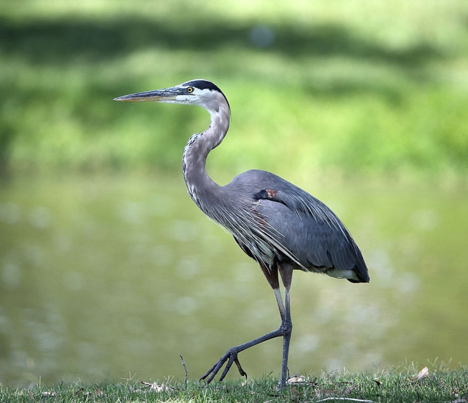 Серая цапля в Ленинградской области