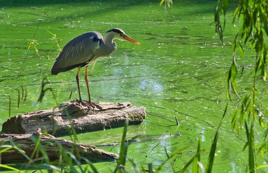 Экотропа серая цапля
