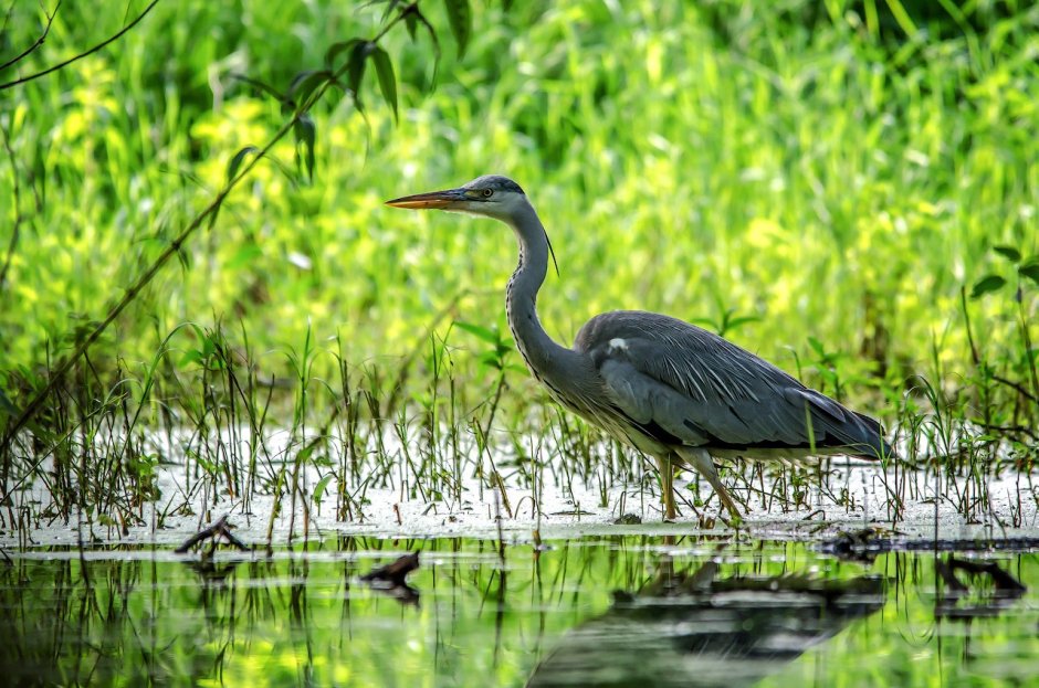 Серая цапля в Ленинградской области
