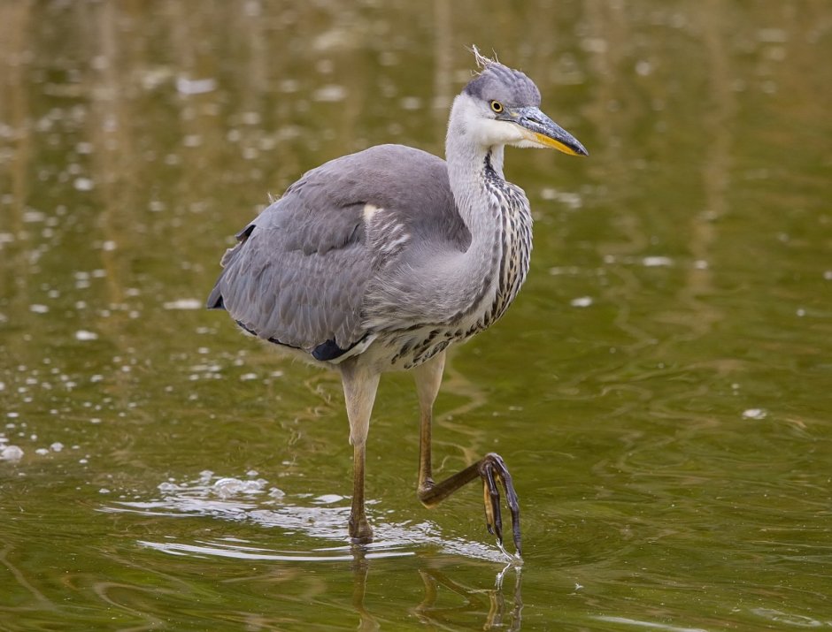 Цапля поганка