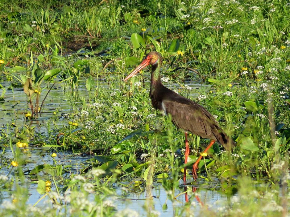 Ольманские болота Беларусь
