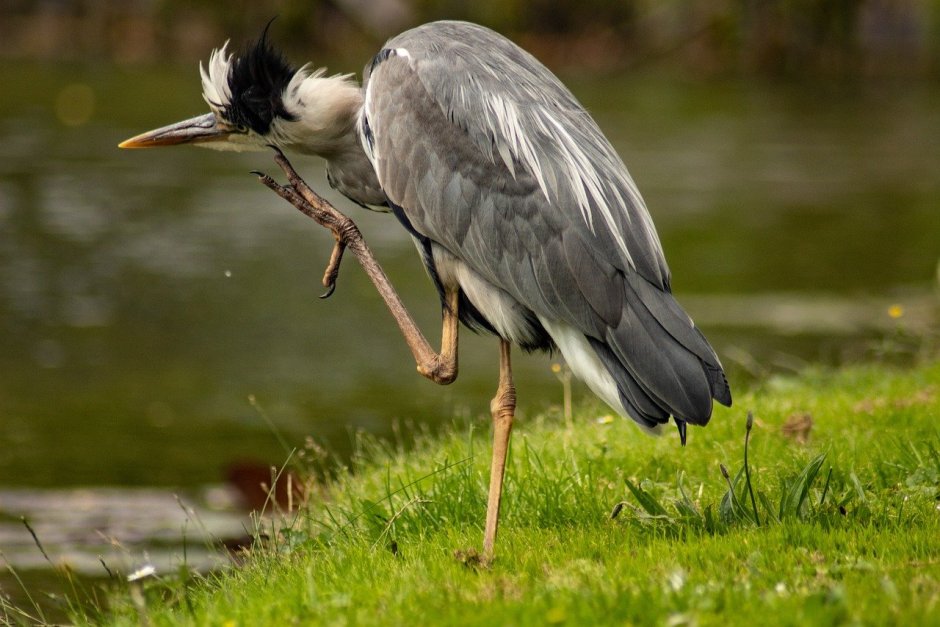 Серая цапля на болоте