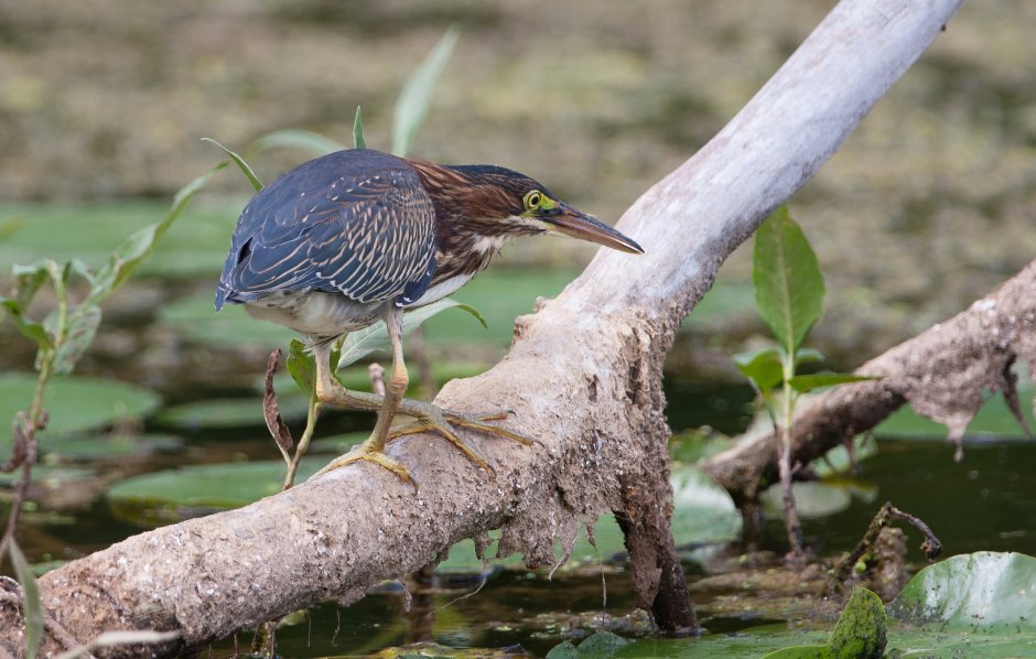 Птицы болот Подмосковья