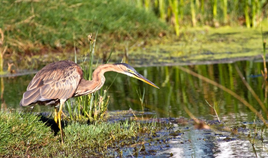 Хинганский заповедник серая цапля