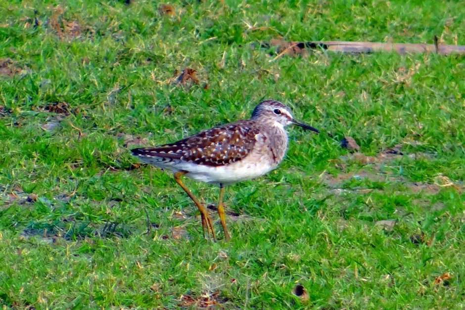 Бекас Кулик птица