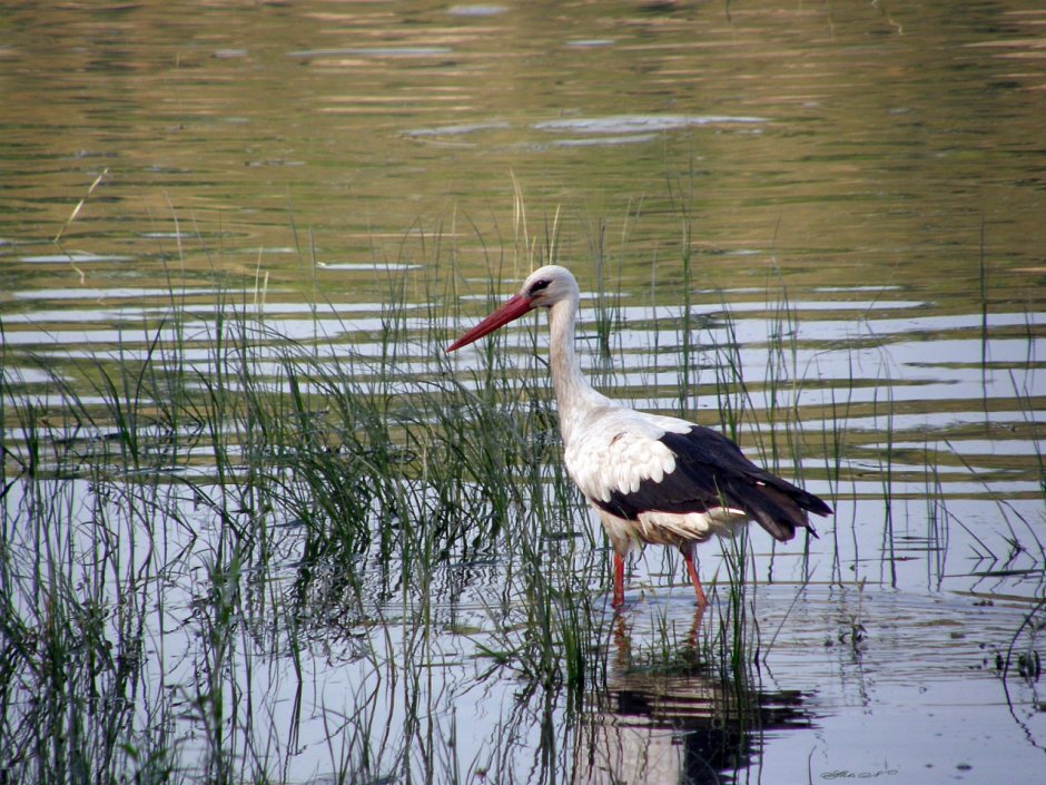 Дальневосточный Аист на болоте