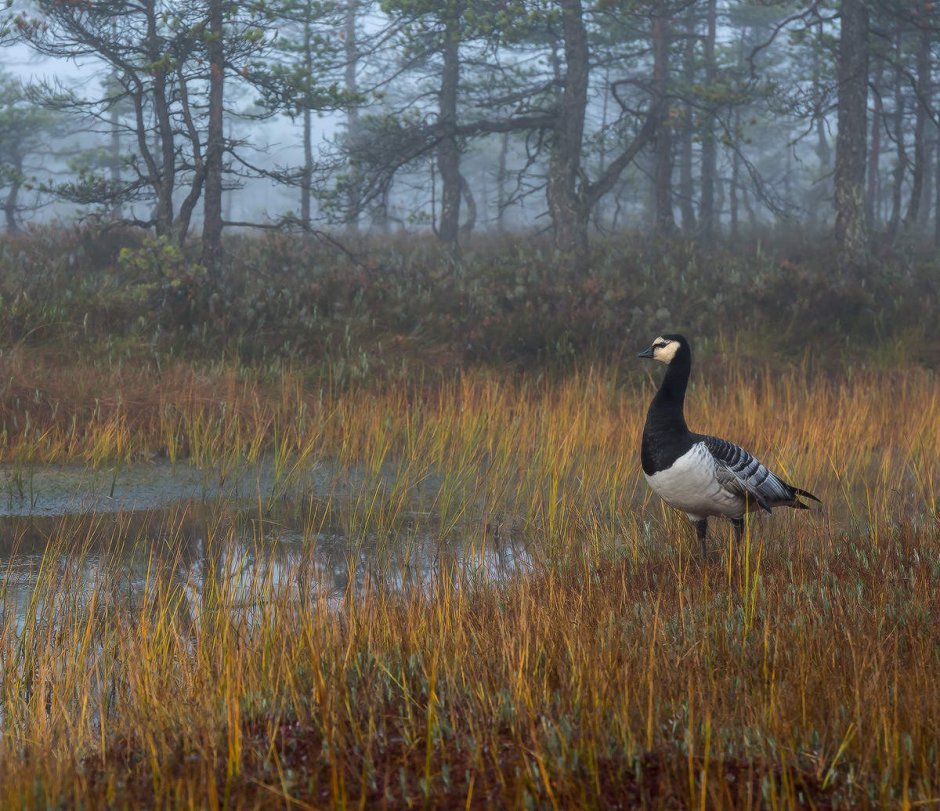 Заказник Мшинское болото