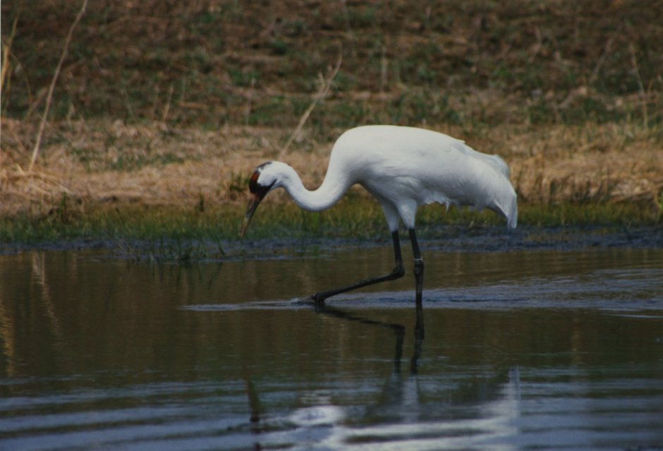 Водяной журавль
