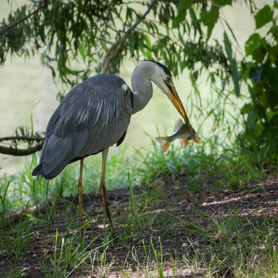Птица серая цапля
