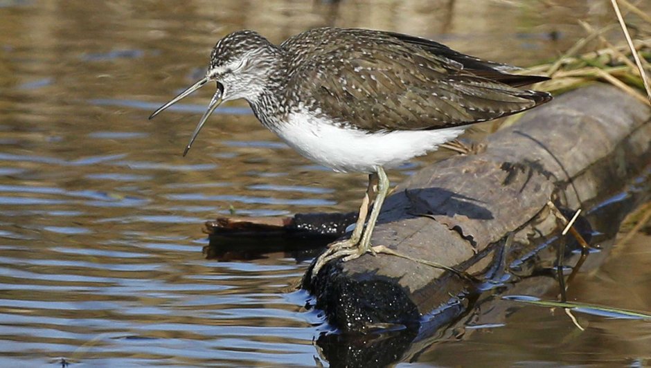 Речной Кулик