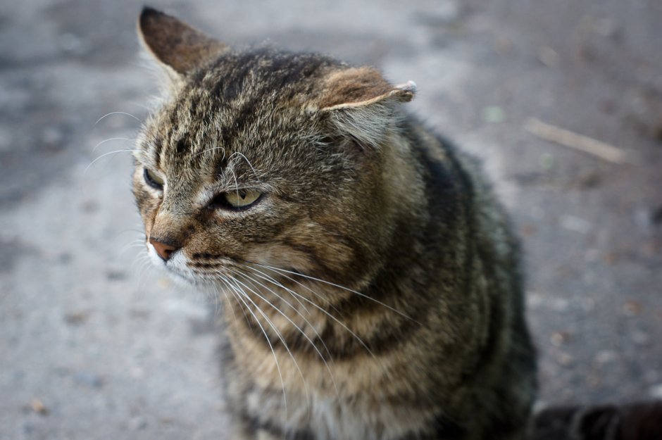 Мейнкун кот