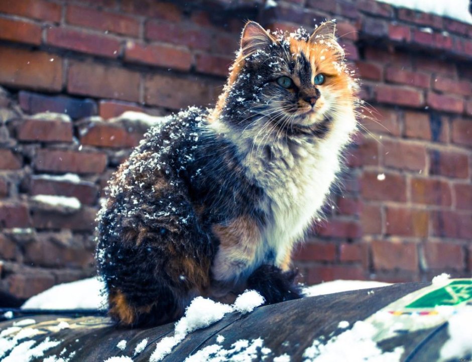 Картезианская кошка голубая