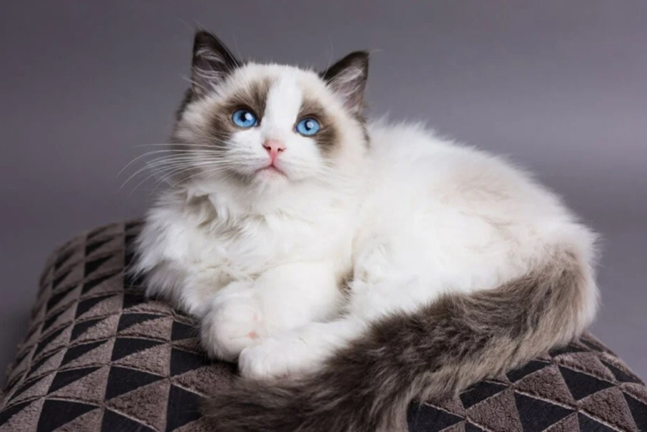 Русская голубая кошка