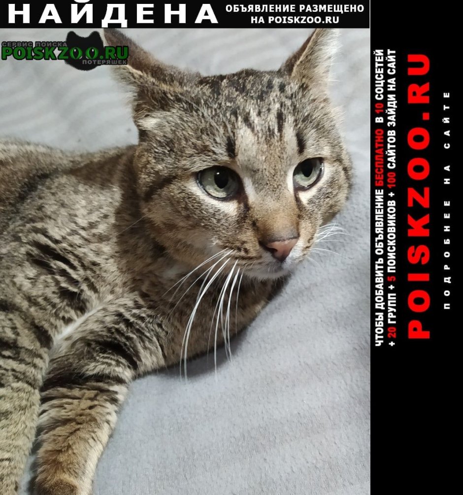 Невская кошка Невская маскарадная