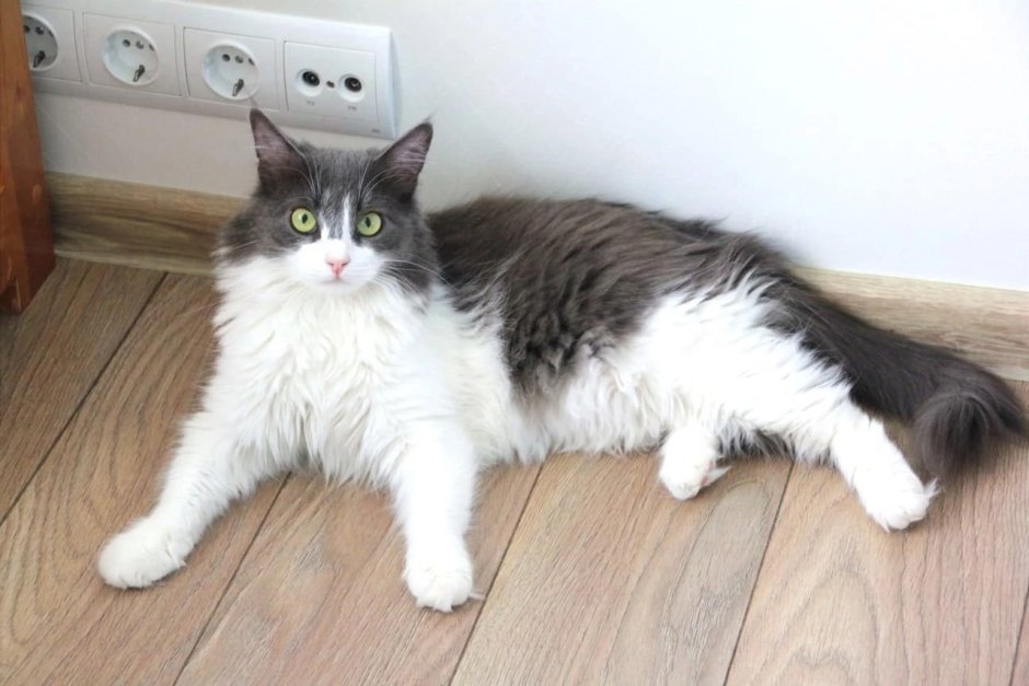Уличные коты