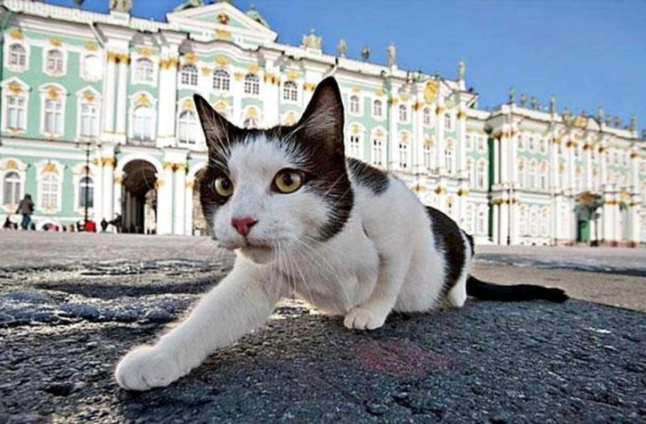 Невская маскарадная кошка