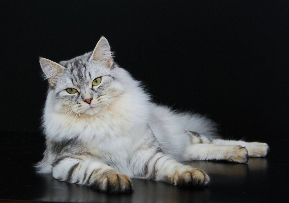 Норвежская Лесная кошка биколор