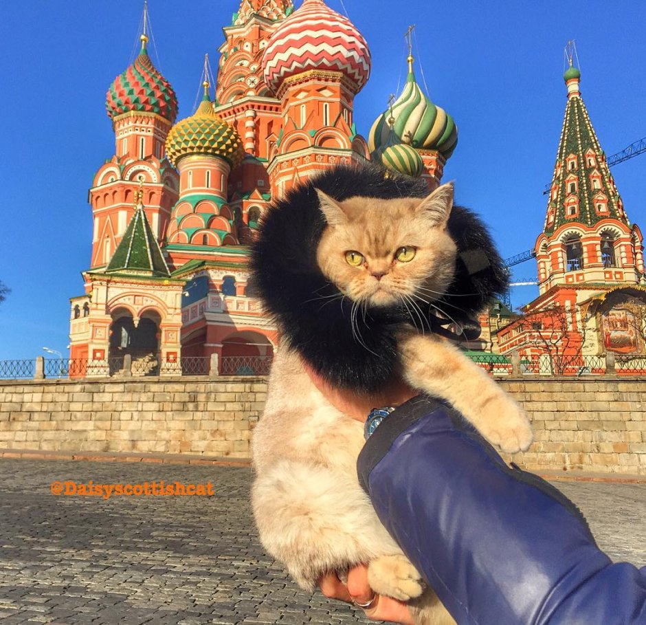 Московская кошка