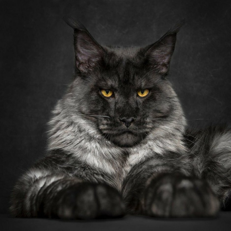 Коты путешественники
