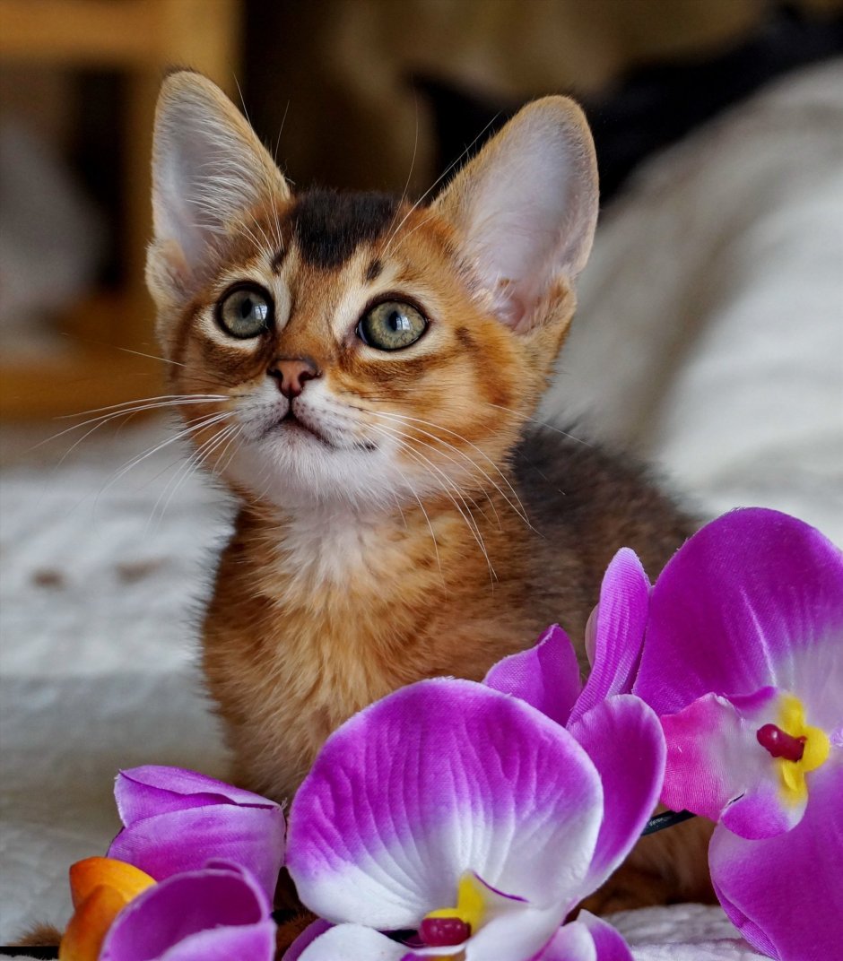 Сомалийская кошка соррель