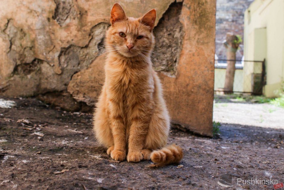 Русская голубая кошка