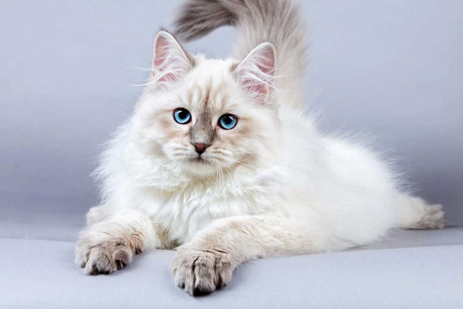 Невская маскарадная кошка с котятами