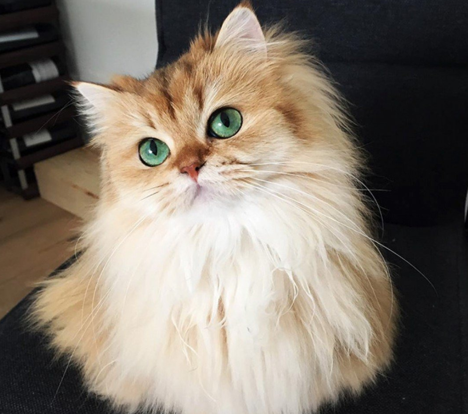 Кошка Астра
