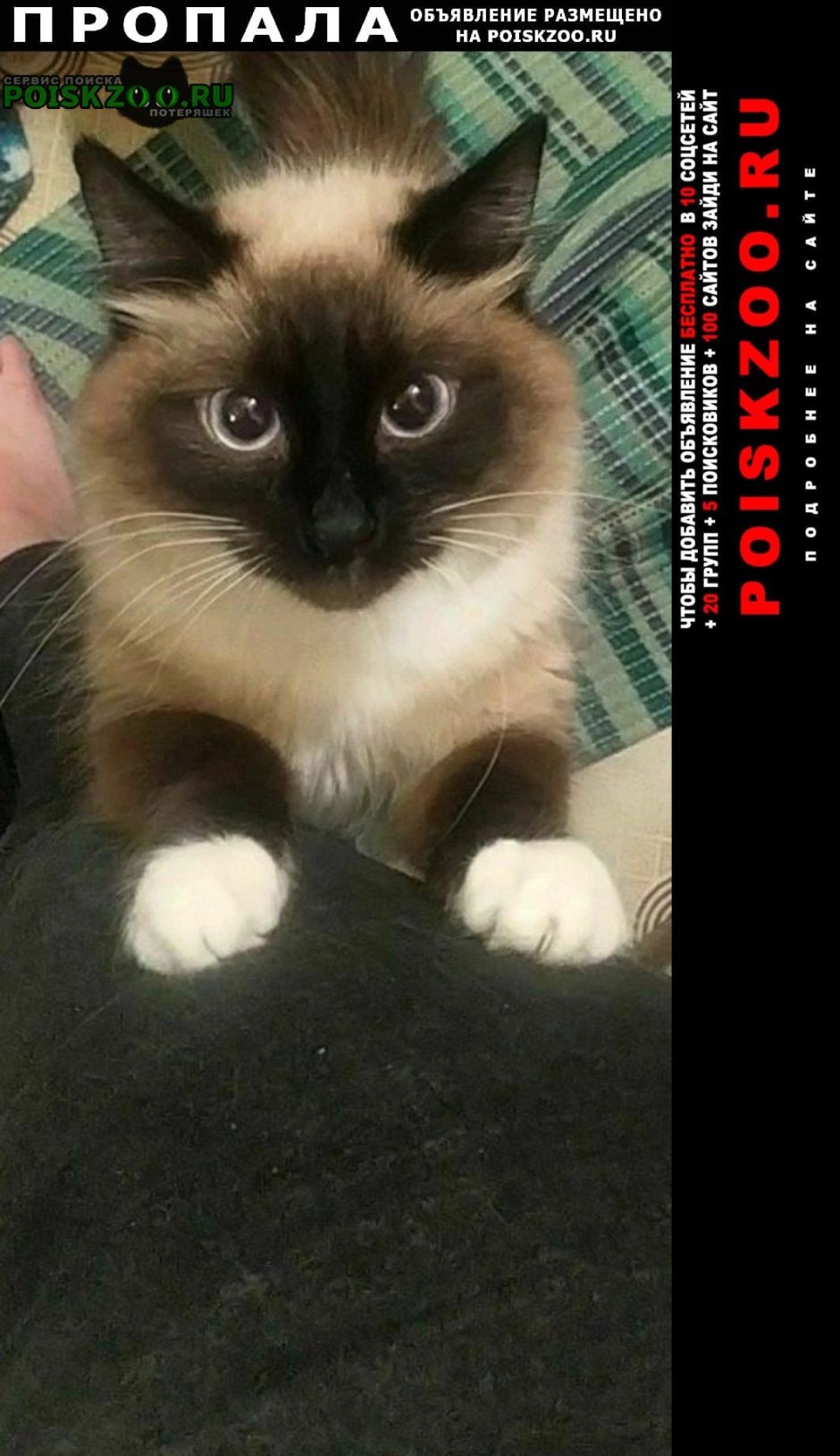 Сибирская кошка рыжая короткошерстная