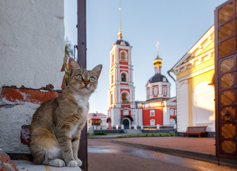 Сибирская кошка