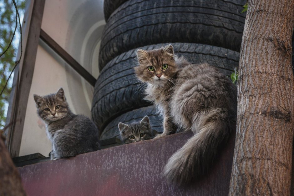 Сибирская кошка
