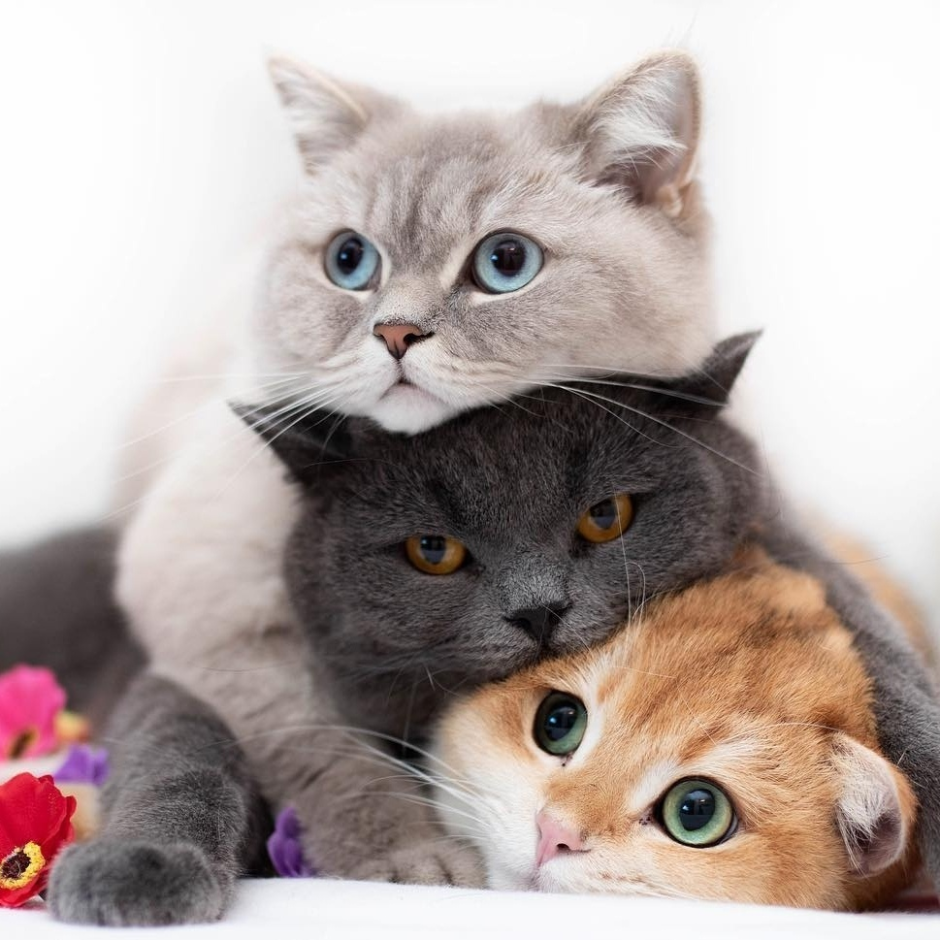 Два кота и котенок