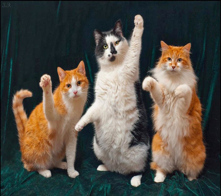 Три смешных кота
